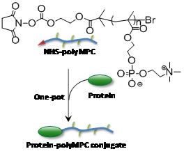 Ionic liquids as solution media for bioconjugation